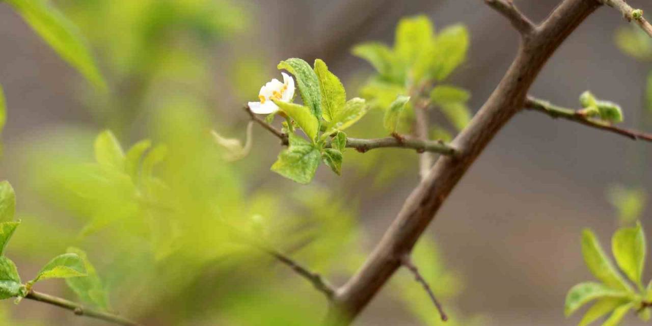 Gümüşhane’de Eylül Ayının Ortasında Erik Ağacı Çiçek Açtı