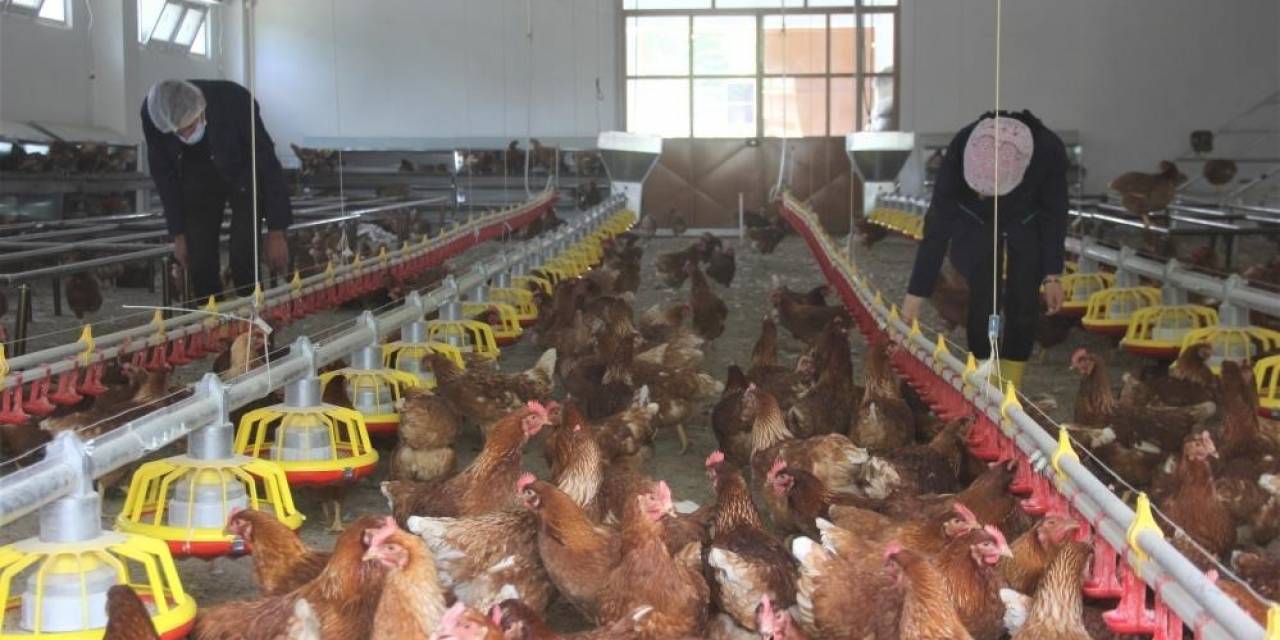 Tavuk Eti Üretimi Yüzde 3,3 Arttı