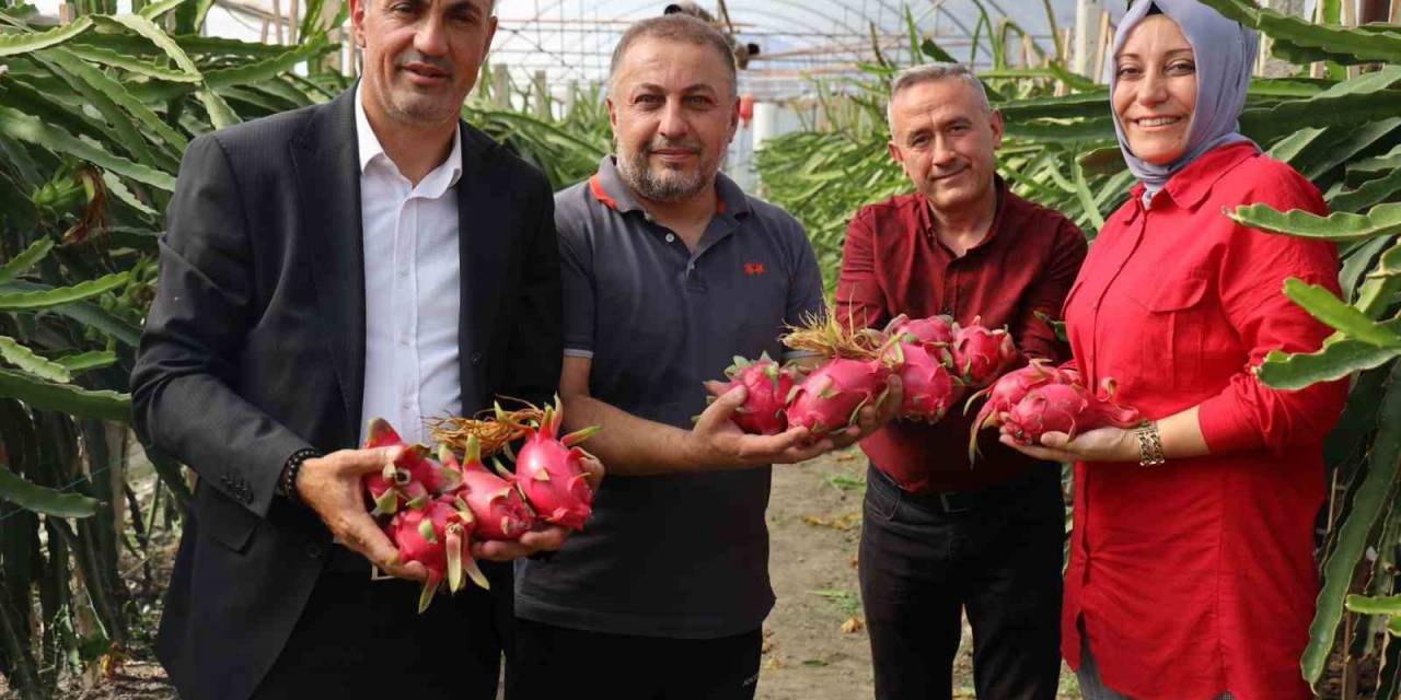 Tropikal Meyve Olan ’ejder’in Bilecik’te İlk Hasadı Yapıldı