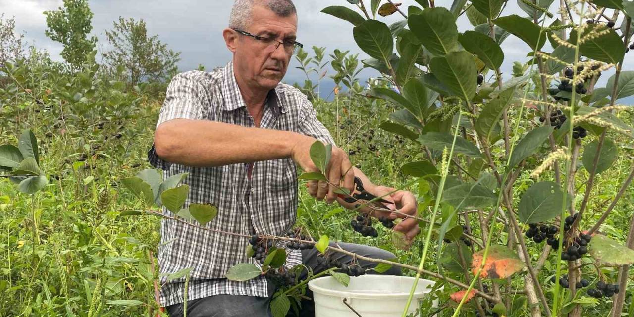 Fındığa Alternatif Dikti, İlk Hasadını Yaptı