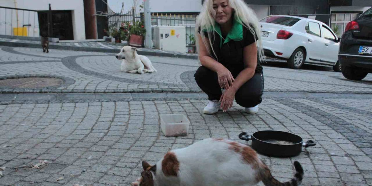 19 Yıldır Sokak Kedilerine Annelik Yapıyor