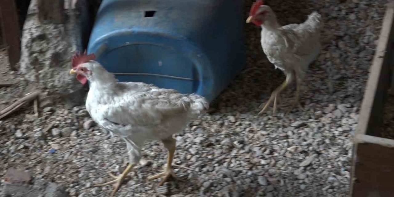 Alo Acil 112 Tavuğum Yaralandı