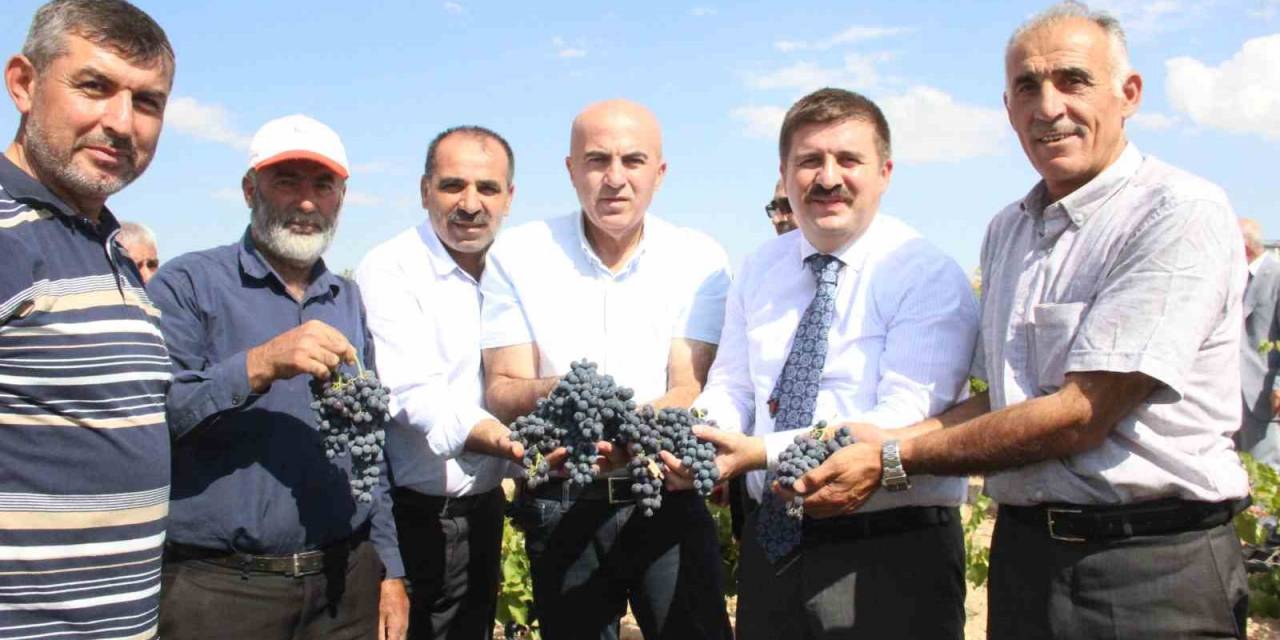 Karaman’da Coğrafi İşaretli Kara Elmasın Hasadı Başladı