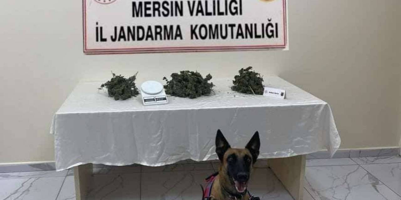 Mersin’de 510 Kök Kenevir Bitkisi Ele Geçirildi