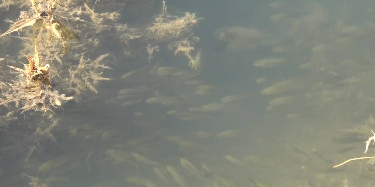 Muş’ta Göl Ve Göletlere 3 Milyon 500 Bin Yavru Sazan Bırakıldı