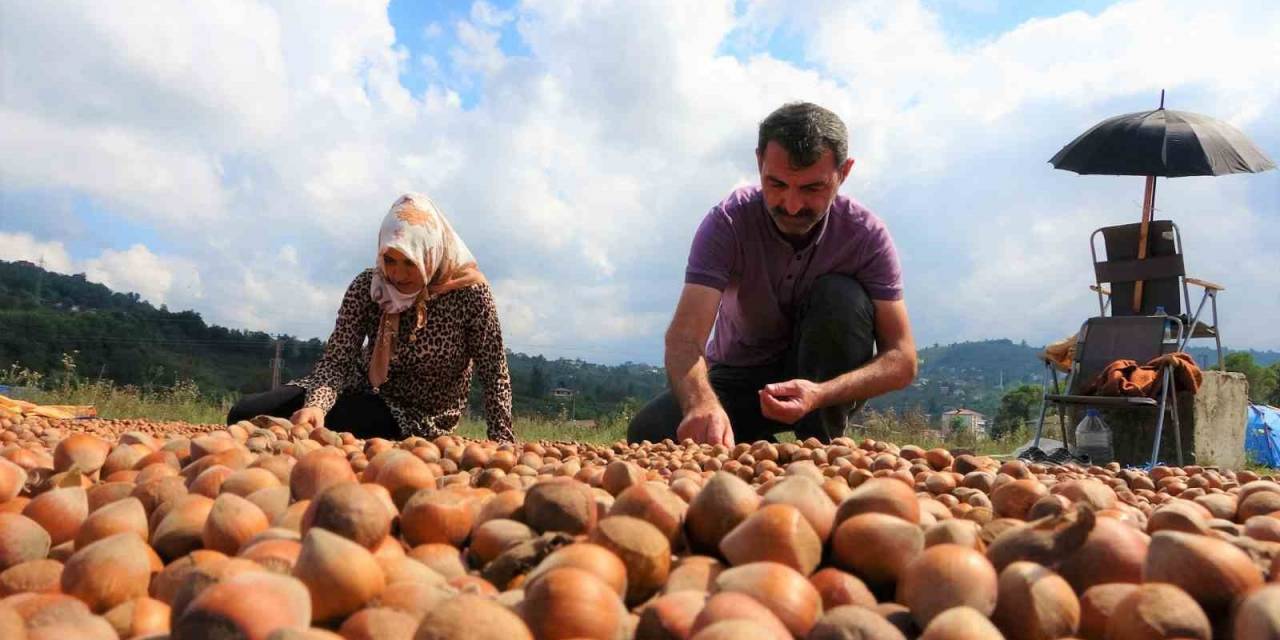 Fındık Üreticilerinin Zorlu Kurutma Mesaisi