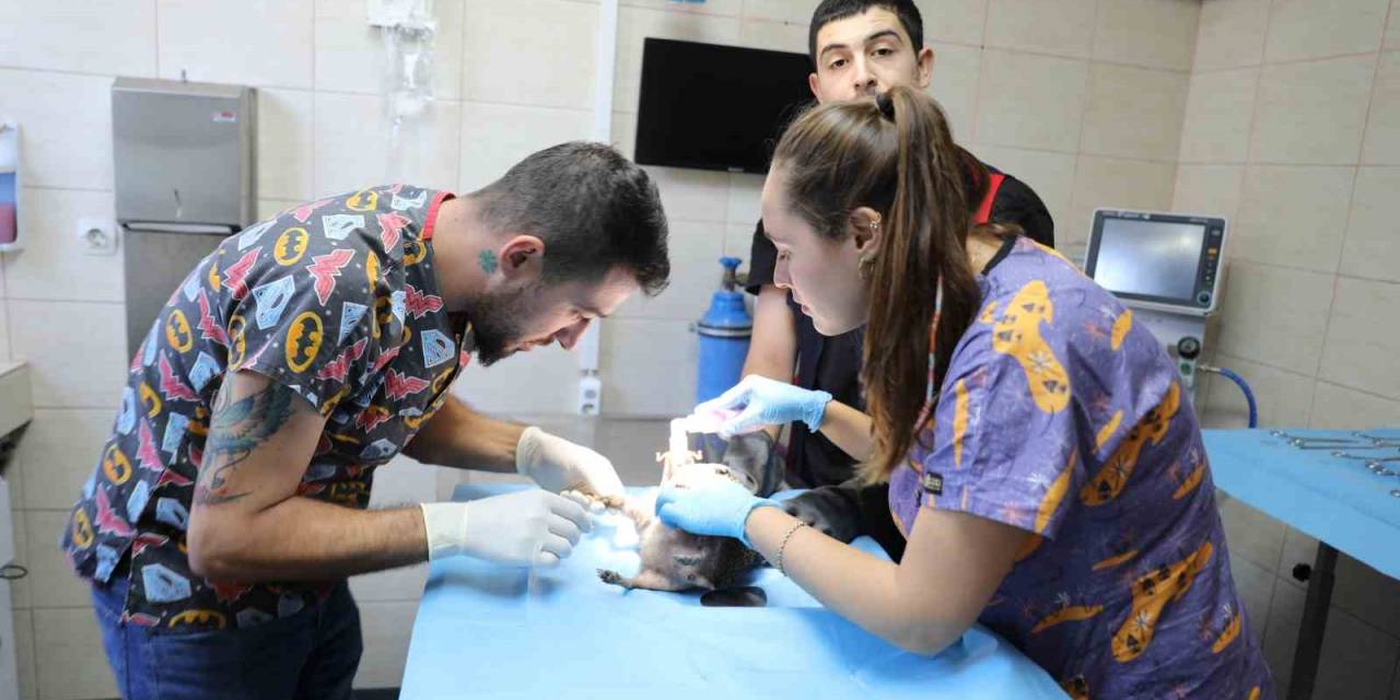 Yalova’da Olta Kancasına Takılan Kirpi Tedavi Altına Alındı