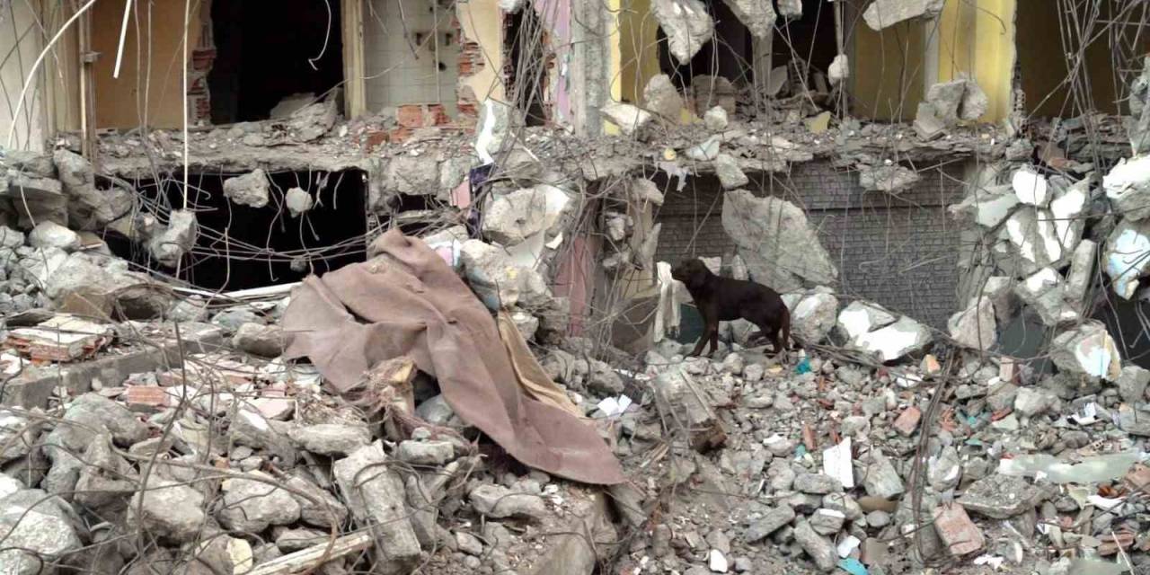 Kurtarma Köpeği Ateş’e Site Enkazında Eğitim