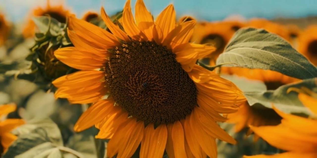 Karadenizbirlik Yağlık Ayçiçeği Ön Alım Fiyatını 12,70 Tl Olarak Açıkladı