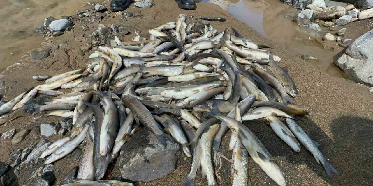 Akarsu Islahı Çalışmasında Suya Çimento Karışınca Binlerce Balık Telef Oldu