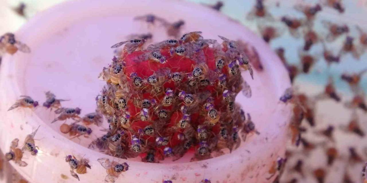 Meyve Zararlıların Doğal Düşmanı Böcekler Göreve Başladı