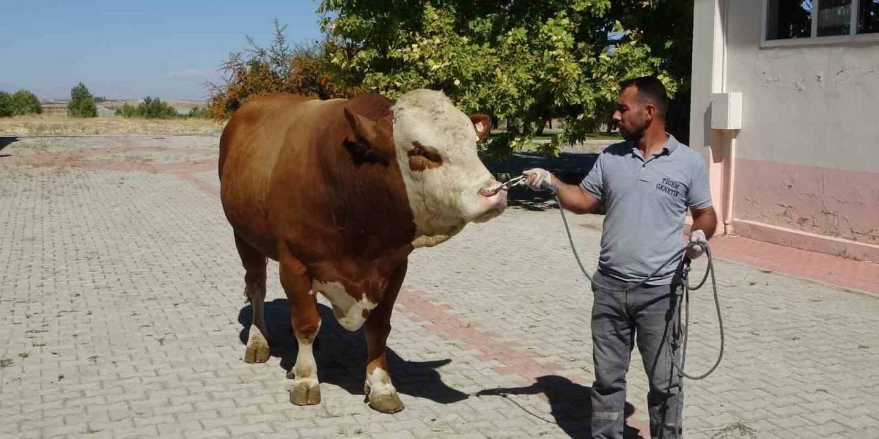 Malatya’da Üretilen Boğa Spermaları Dünyaya İhraç Edilecek
