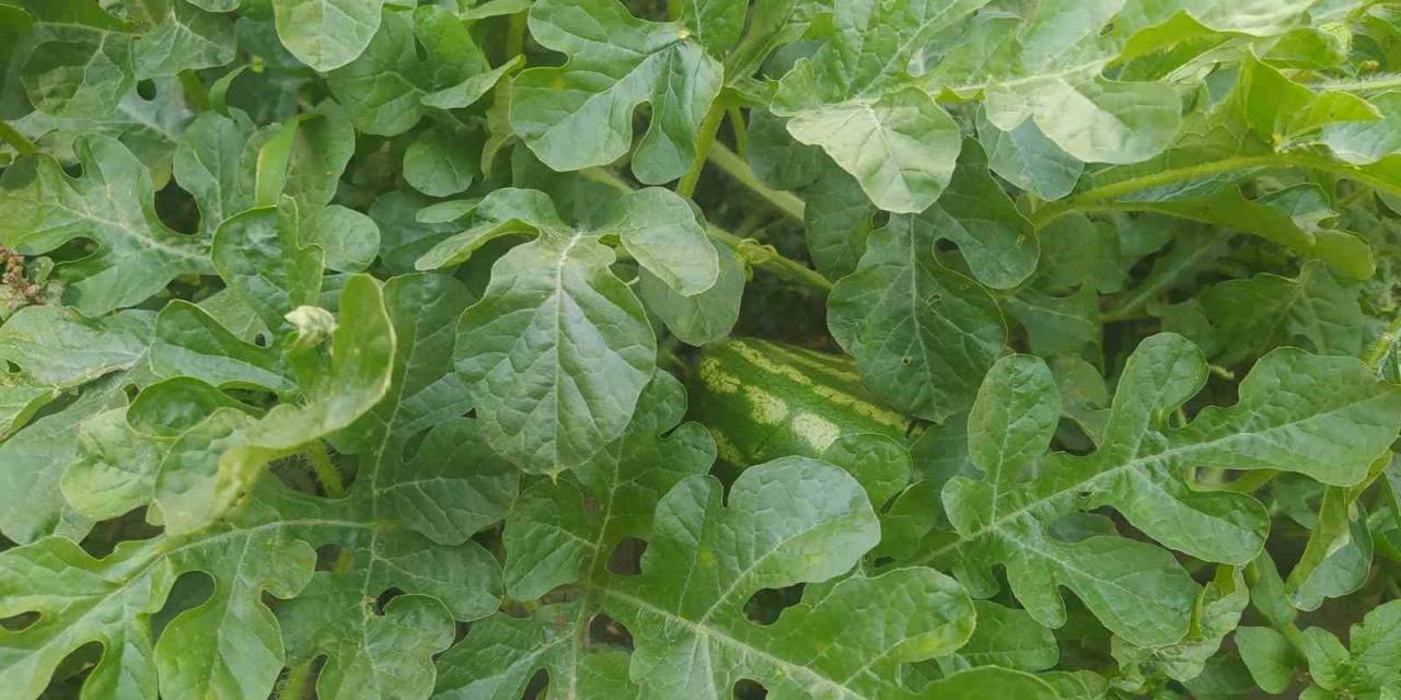 İki Merdiven Boşluğunda Atılan Karpuz Çekirdekleri Yeşerip Meyve Verdi