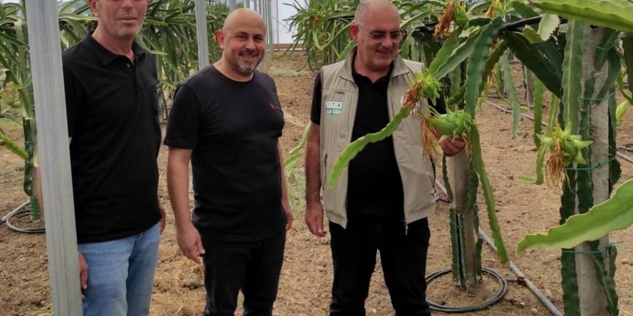 Mudanya’da Ejder Meyvesi Yetiştirdi