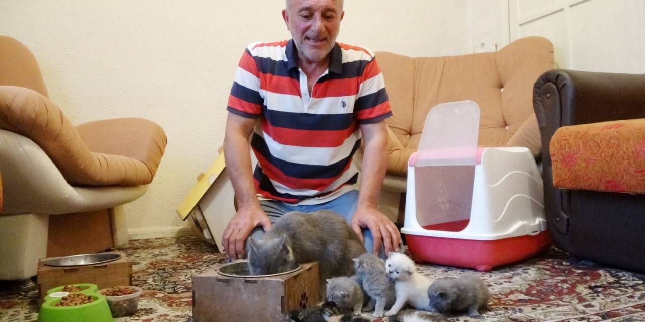 Anne Kedi Çöpe Bırakılan 5 Yavru Kediye Annelik Yapıyor