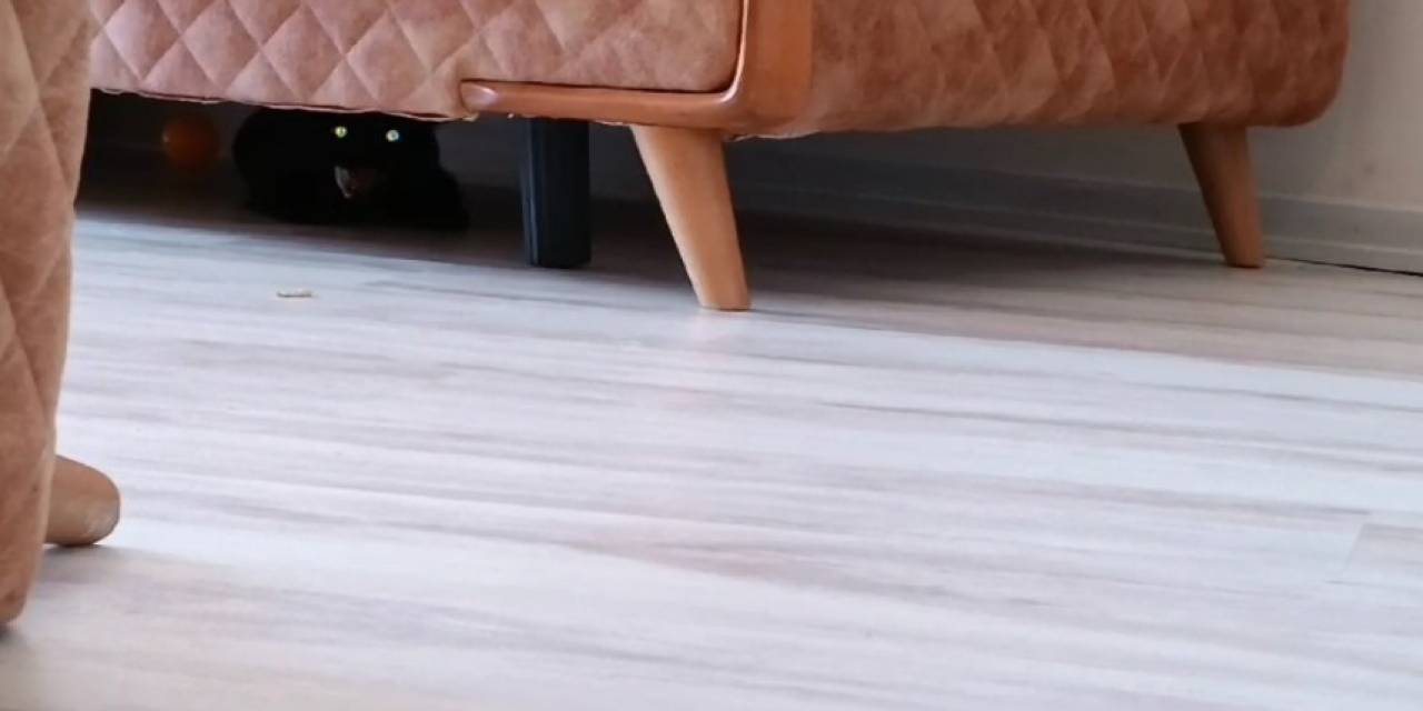 Eve Giren Hasta Kedi Korkuttu