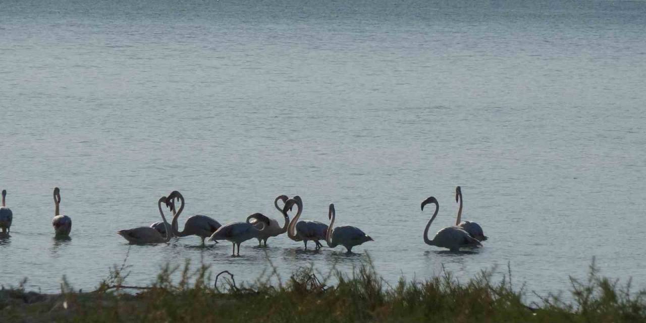 Kuraklıkla Boğuşan Burdur Gölü’nde Allı Turnaların Son Dansları