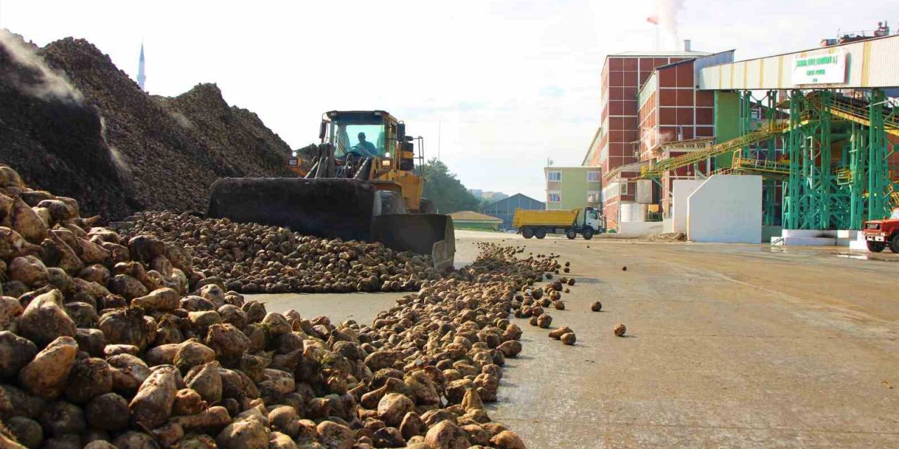 Amasya Şeker Fabrikası’nda 70. Pancar Alım Kampanyası Başladı