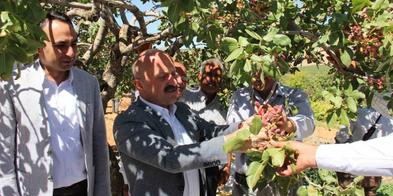 Dolunun Vurduğu Fıstık Bahçelerinde Hasat Başladı