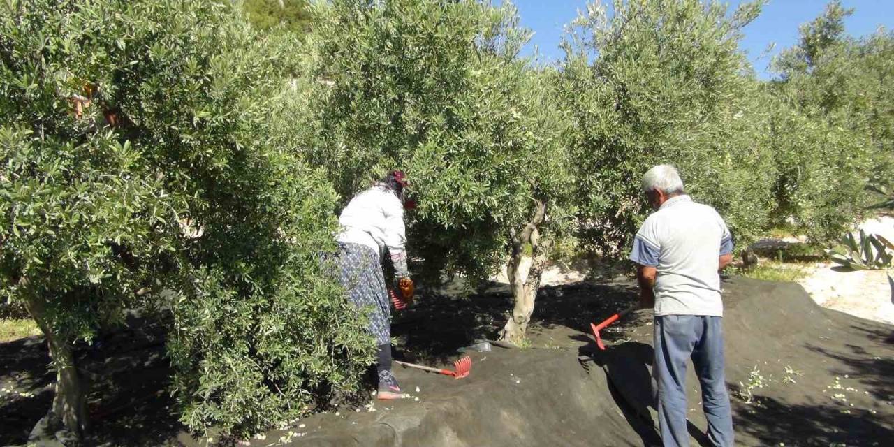 Mersin’de Yılın İlk Sofralık Zeytin Hasadı Başladı