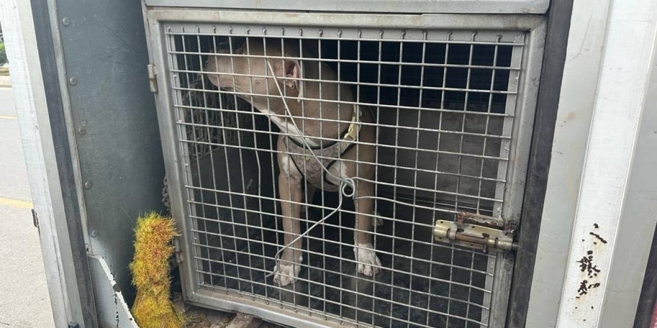 Mersin’de 143 Yasaklı Irk Köpek Bakımevine Teslim Edildi