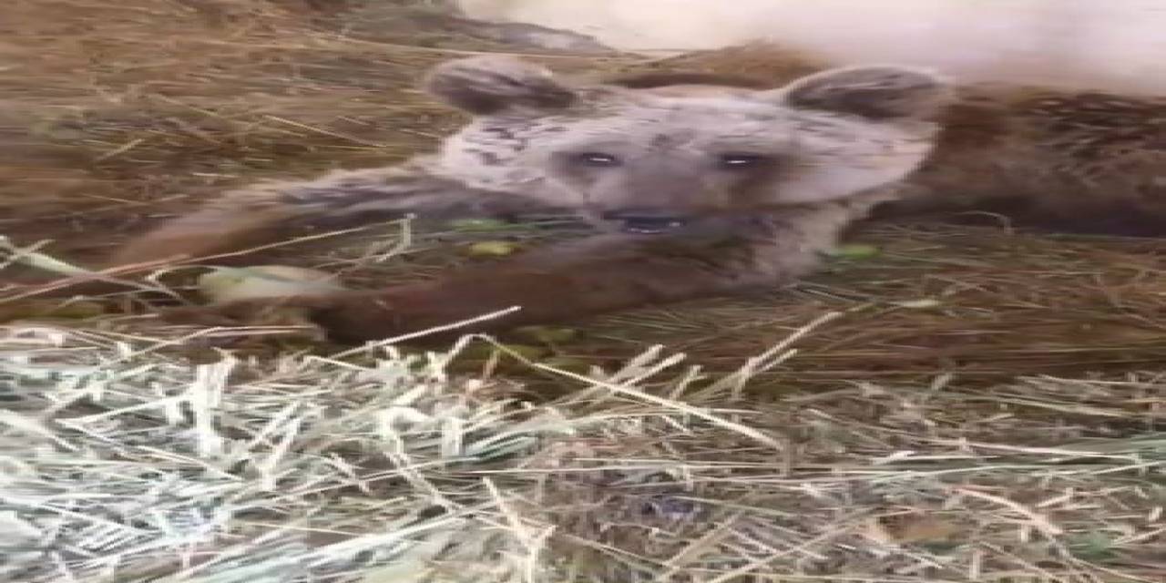 Hakkari’de Yaralı Halde Bulunan Ayı Hayati Tehlikeyi Atlattı