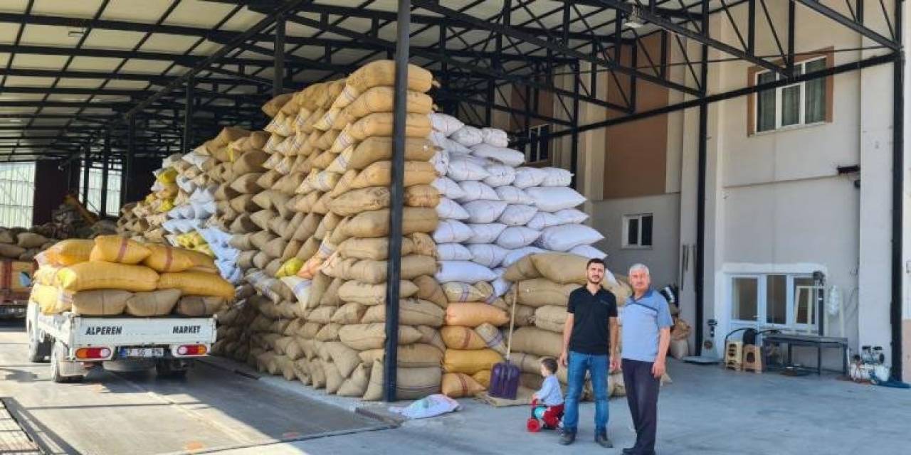 Fındık Fiyatındaki Artış Üreticiyi Sevindirdi