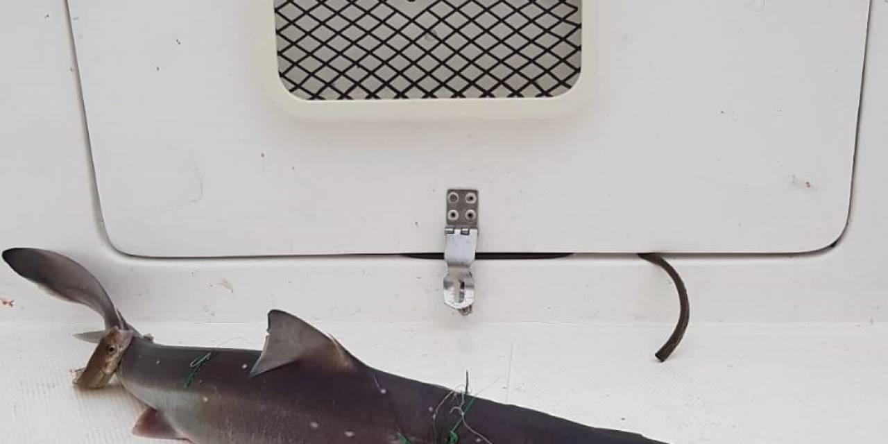 İstavrite Niyet Etti Köpekbalığı Yakaladı