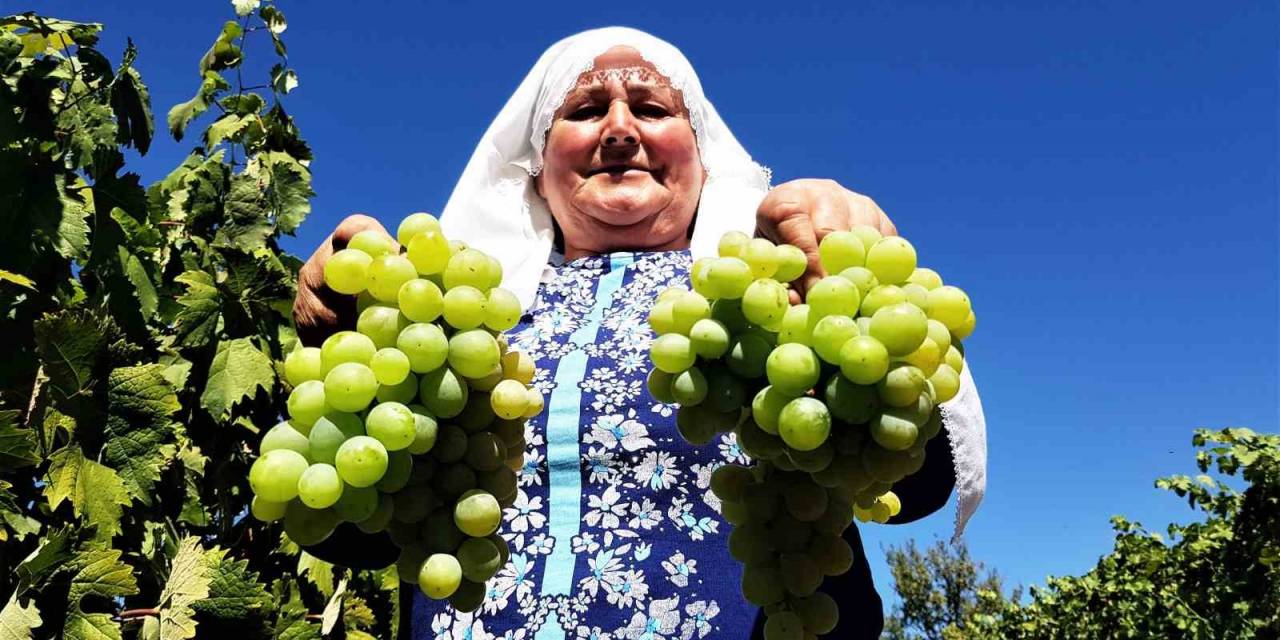 Coğrafi İşaretli Çavuş Üzümü’nde Hasat Dönemi Başladı