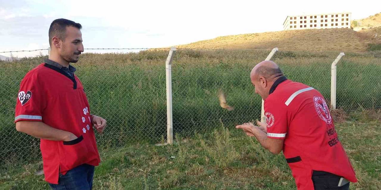 Kalp Masajıyla Hayata Döndürülen Minik Kuş Yeniden Özgürlüğüne Kavuştu