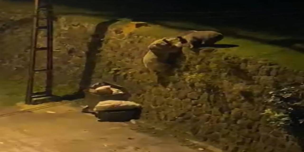 Artvin’de Mahalleye Kadar Gelen Ayılar Çöp Konteynırında Yiyecek Aradı