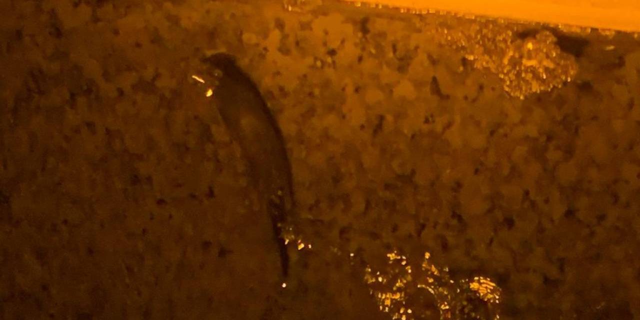 Harşit Çayı’nda Koruma Altındaki Su Samurları 3’ü Bir Arada Görüntülendi