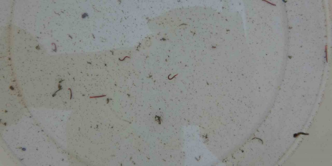 Adıyaman’da Musluklardan Kurtçuk Aktı