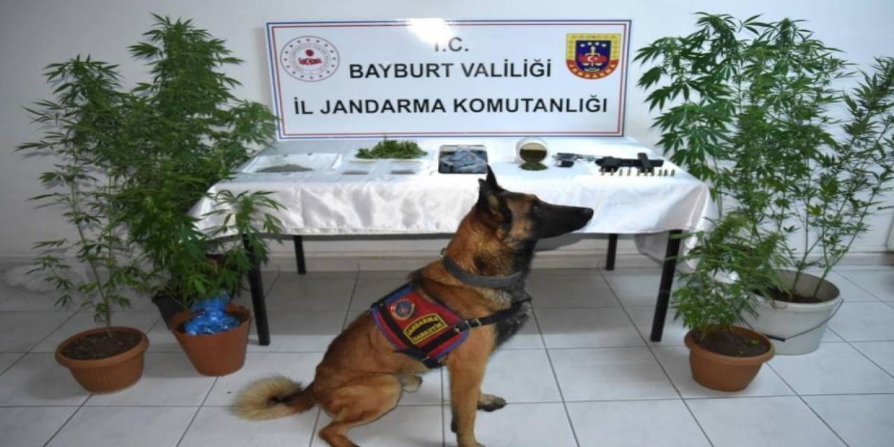 Yasadışı Kenevir Ekimi Yapan 2 Kişi Tutuklandı