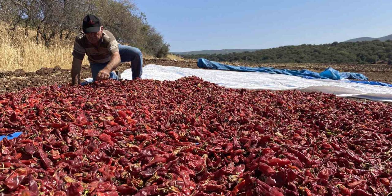 Kahramanmaraş’ın Tescilli Ürünü ‘Maraş Biberi’ Hasadı Başladı
