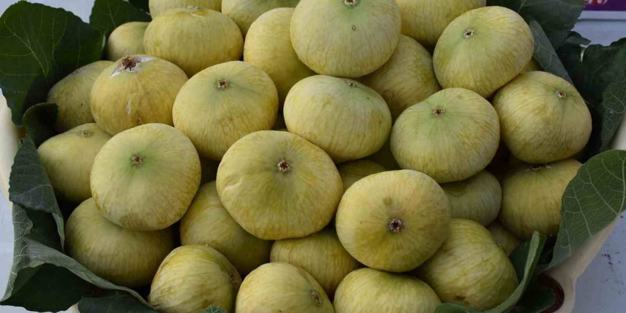 Mersin’de İncirde Rekolte Sevinci