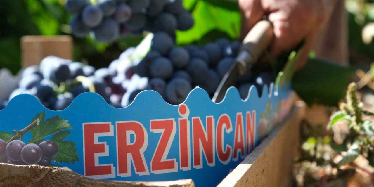 Cimin Üzümünün Bu Sene Tadı Kaçtı