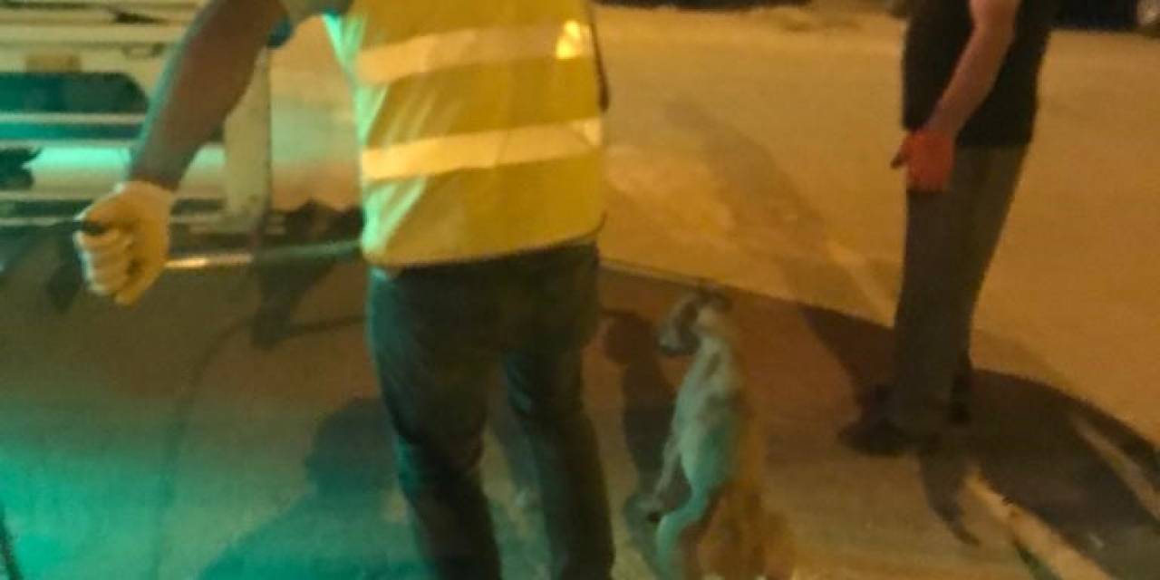 Diyarbakır’da Uyuz Belirtisi Gösteren 14 Sokak Hayvanı Barınağa Götürüldü