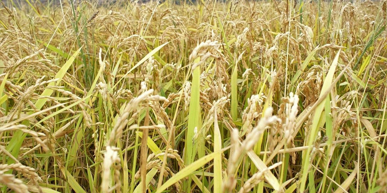 Çeltik Biçim Ve Kurutma Bedelleri Belirlendi