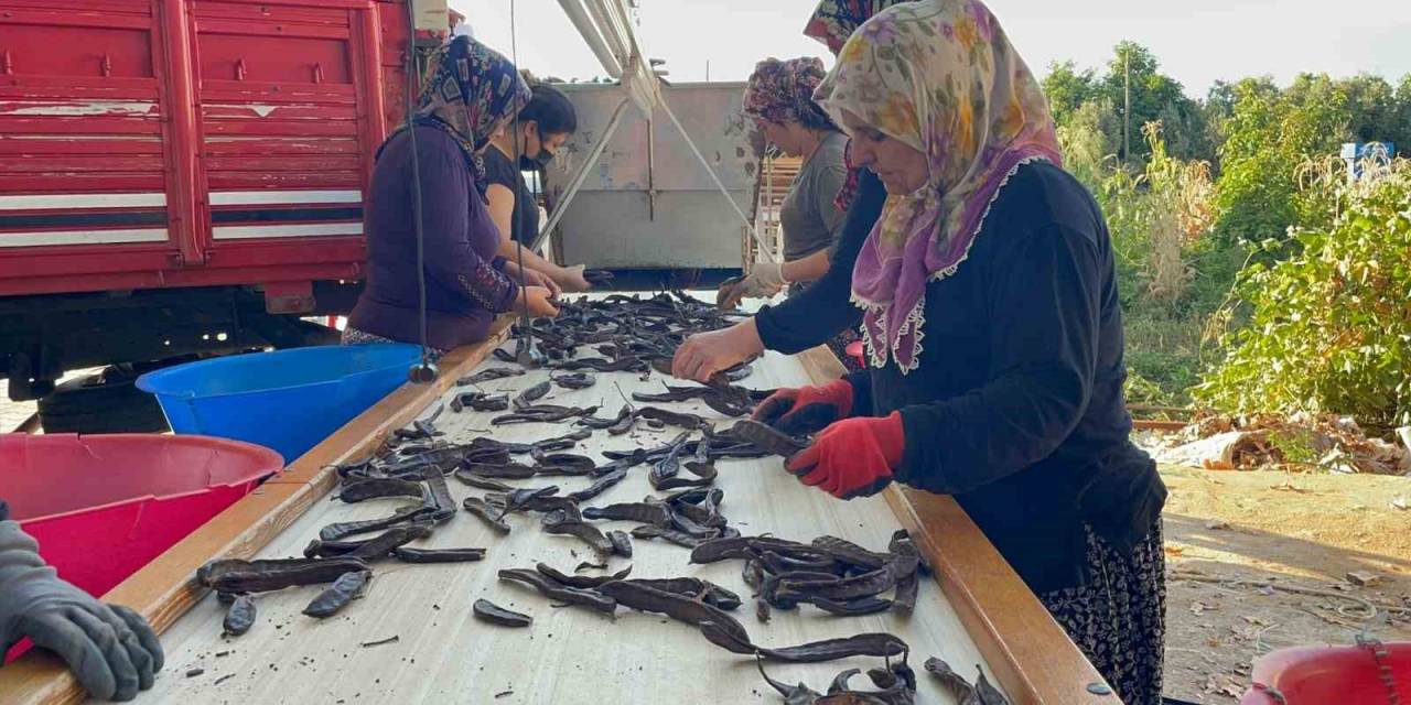 Geçen Sene Kilosu 40 Tl Olan Keçiboynuzu Ağaçta Kaldı