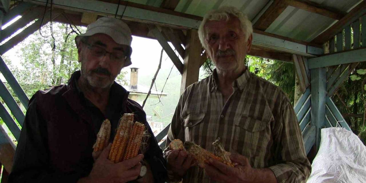 Artvin’de Kahverengi Kokarca Böeceği İstilası