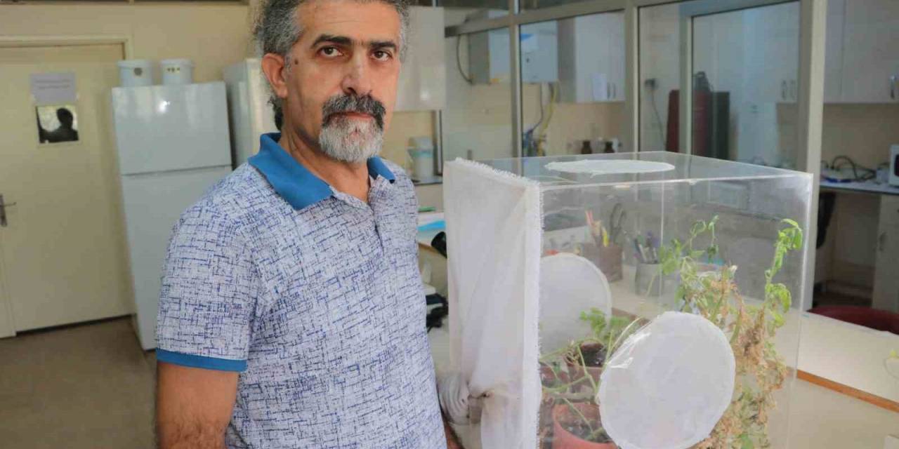 Çiftçinin Kabusu ‘Tuta’ya Karşı Doğal Düşman: ‘Bracon Didemie’