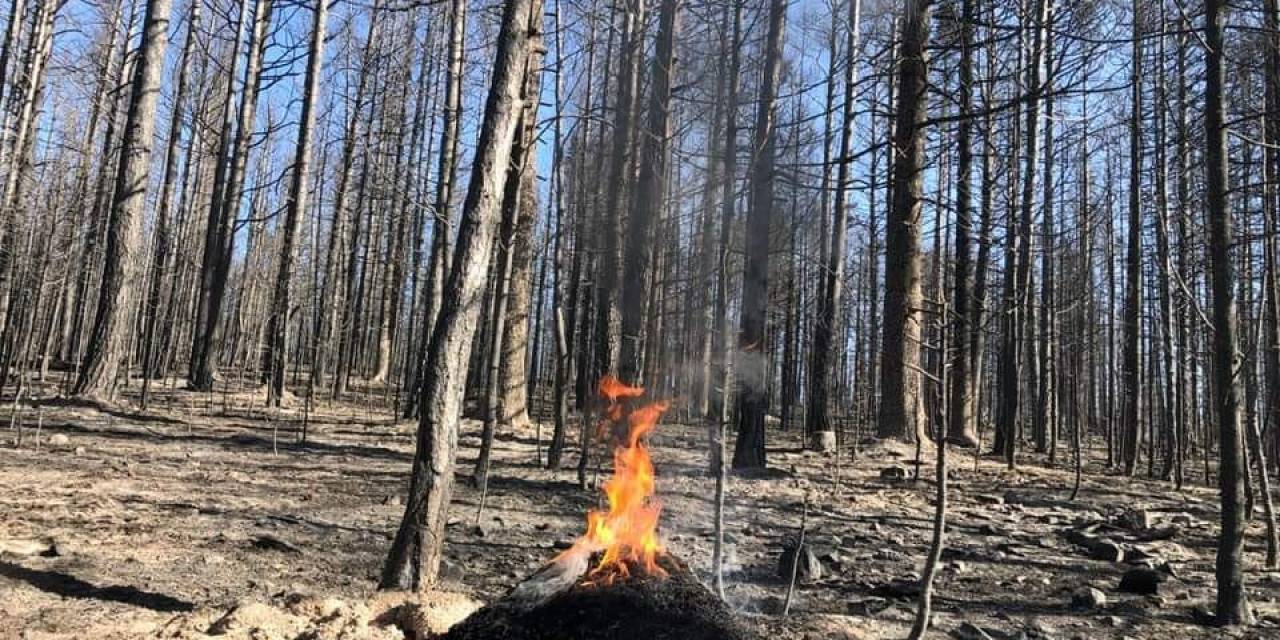 Ormanların Biyolojik Mücadele Ajanları Yangında Kurtarıldı