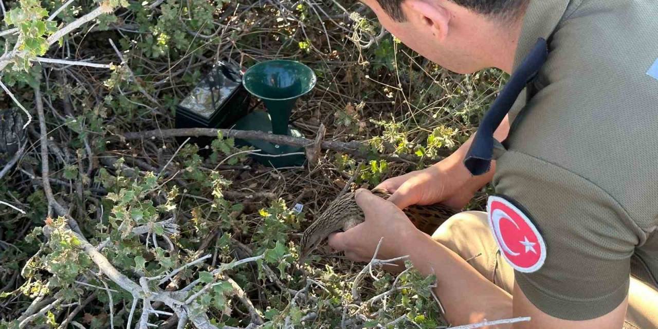 Tuzağa Takılmış Nesli Tükenmekte Olan Kılavuz Bıldırcınını Polis Kurtardı