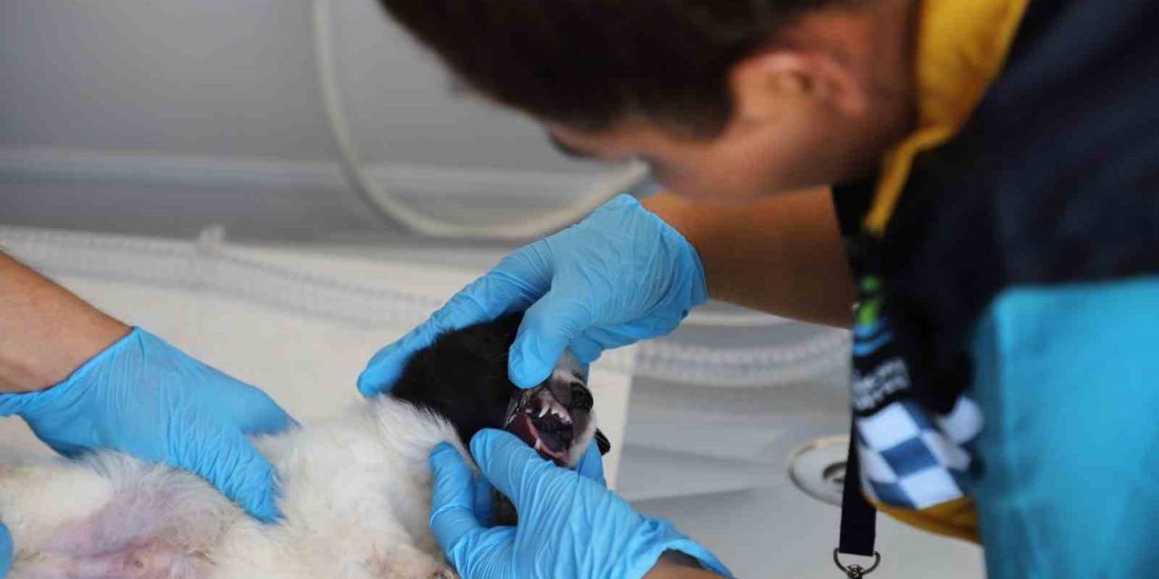 Büyükçekmece’de "Cango", Sokak Hayvanlarının Hizmetinde Olacak