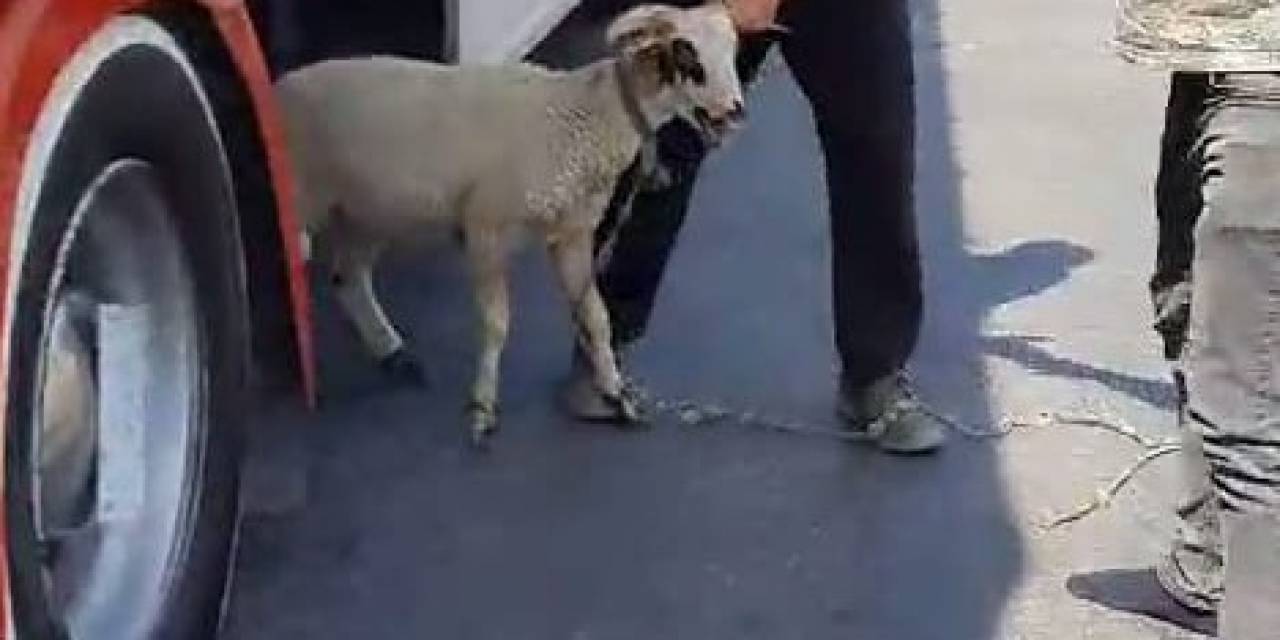 Sahibinin Elinden Kaçan Koç Kara Yolunda Dakikalarca Koştu
