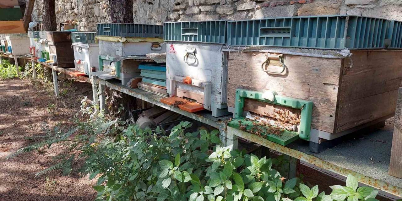 Zeytinburnu’nda Bal Toplama Hasadı Yapıldı