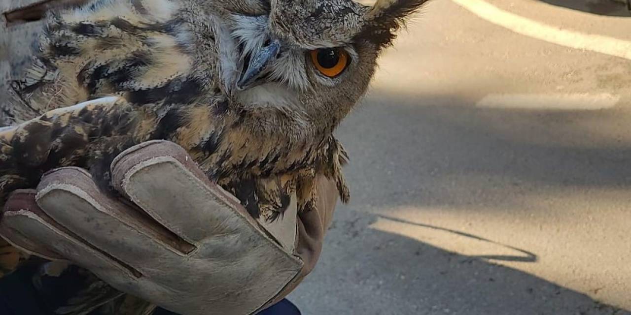 Puhu Kuşu Tedavi Altına Alındı