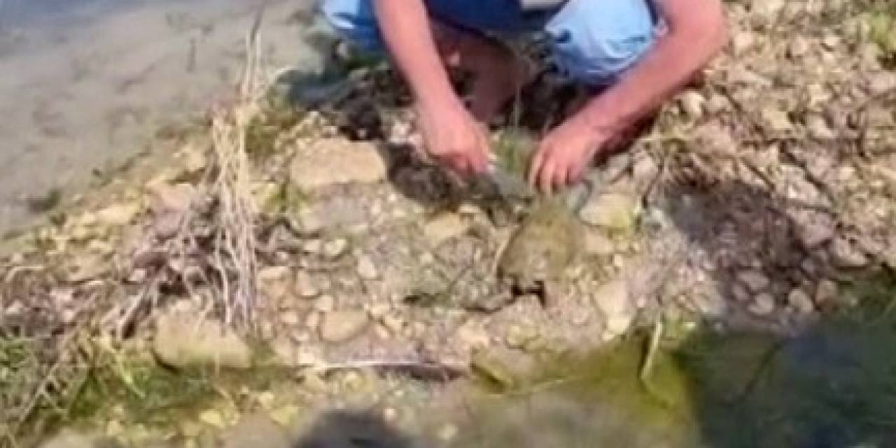 Balıkçı Ağına Takılan Fırat Kaplumbağası Kurtarıldı