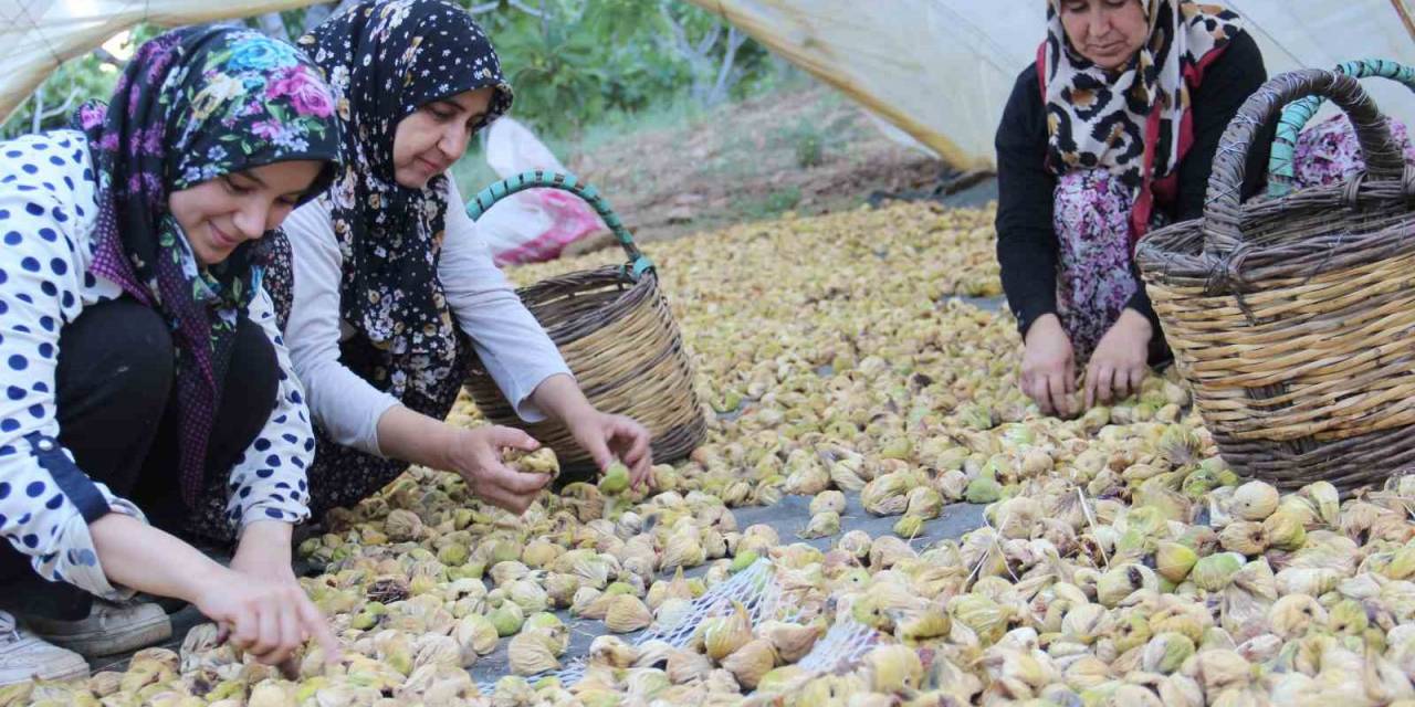 Aydın’ın Altın Meyvesi İncirin Bahçeden Sofraya Yolculuğu